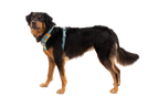 Front Range® Harness