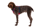 Hi & Light™ Lightweight Dog Harness