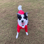 Dog Raincoat - Red